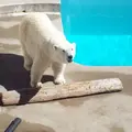 男鹿水族館GAOの写真_1585577