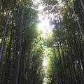 嵯峨野竹林の写真_158875