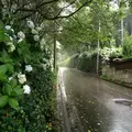 氷室あじさい坂の写真_158911