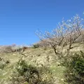 綾部山梅林の写真_1591247