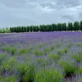 ファーム富田の写真_1630015
