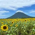 西大山駅南のひまわり畑群の写真_1642881