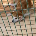 秋田犬ふれあい処ｉｎ千秋公園の写真_1646541