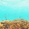 かりゆし石垣島の写真_164885