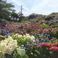 形原温泉あじさいの里の写真_165008
