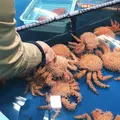 竹島水族館の写真_165053