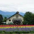ファーム富田の写真_1662944