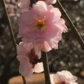 あけぼの山公園の写真_166865