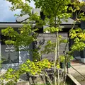 NASU SHOZO CAFEの写真_1676069
