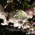 熱海桜の写真_168501