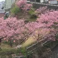 熱川温泉の写真_170324