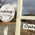 Ladybugの写真_170453