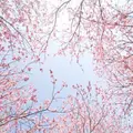 塩竈神社の写真_170865