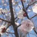 羽根木公園の写真_171435