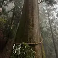 玉置神社の大杉の写真_1715878