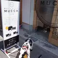 森のジェラテリアMUCCAこんぴら店の写真_172002