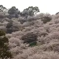 菊池市役所 総合体育館の写真_172611