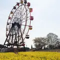 東京ドイツ村の写真_172718