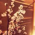 鮨さいとうの写真_172946