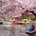 井の頭恩賜公園の写真_173518