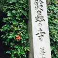 鈴虫寺（華厳寺）の写真_173604