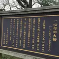一心行の大桜の写真_174148