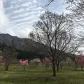 高森町 鍋の平キャンプ場の写真_174331