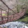 奥祖谷二重かずら橋の写真_174845