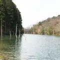 大正池の写真_175103