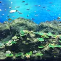 アクアワールド茨城県大洗水族館の写真_175493