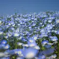 国営ひたち海浜公園の写真_175934