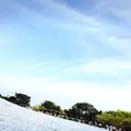 国営ひたち海浜公園の写真_175989