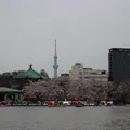 上野恩賜公園（上野公園）の写真_177129
