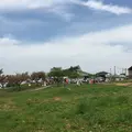 くろべ牧場まきばの風の写真_177414