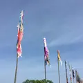遠賀川 鯉のぼりまつりの写真_177763