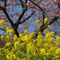 河津桜まつりの写真_1778809