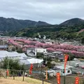 涅槃堂桜見晴台の写真_1781571