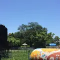 ヒノトントンZOO (羽村市動物公園)の写真_178557