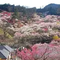 吉野梅郷の写真_178562