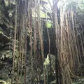 ガンガラーの谷の写真_178666