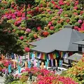 塩船観音寺の写真_178822
