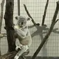 東京都多摩動物公園の写真_178917