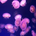 新江ノ島水族館の写真_179565