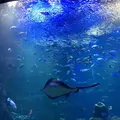 京都水族館の写真_179602