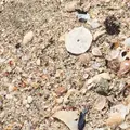 増穂浦海岸の写真_180058