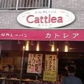 カトレアの写真_181392