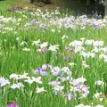 小石川後楽園の写真_182427