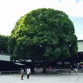 明治神宮の写真_184266