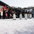 旭川市 旭山動物園の写真_184339