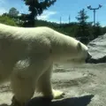 旭川市 旭山動物園の写真_185524